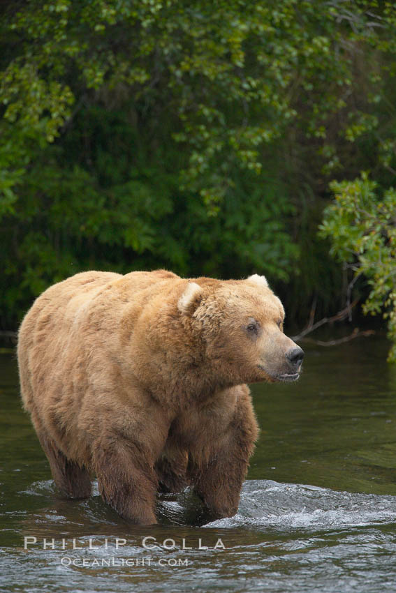 A large, old brown bear (grizzly bear) wades across Brooks River. Coastal and near-coastal brown bears in Alaska can live to 25 years of age, weigh up to 1400 lbs and stand over 9 feet tall. Katmai National Park, USA, Ursus arctos, natural history stock photograph, photo id 17241