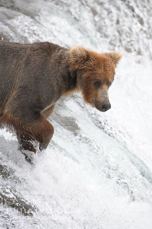 Brown bear (grizzly bear)., Ursus arctos, natural history stock photograph, photo id 17257