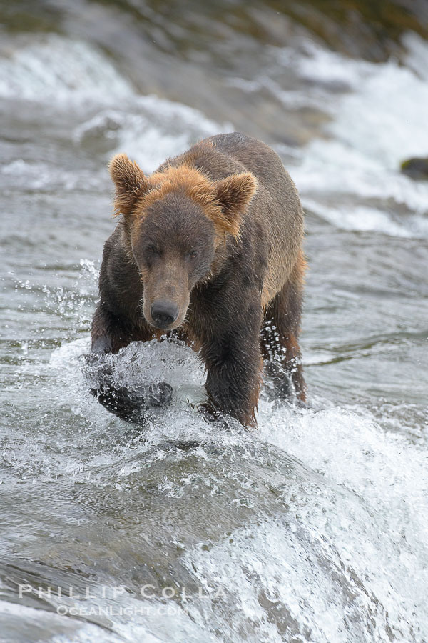 Brown bear (grizzly bear)., Ursus arctos, natural history stock photograph, photo id 17078