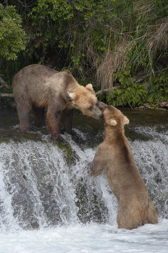 Brown bear (grizzly bear). Brooks River, Katmai National Park, Alaska, USA, Ursus arctos, natural history stock photograph, photo id 17082