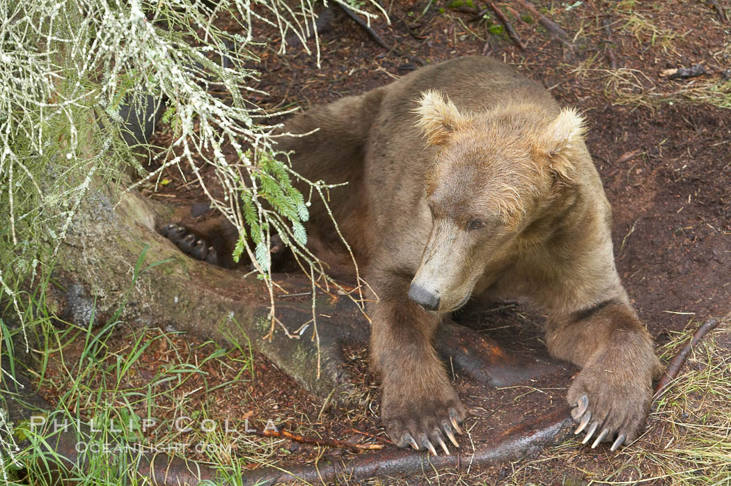 Brown bear rests in a shallow depression it has dug in the soft dirt near Brooks River. Katmai National Park, Alaska, USA, Ursus arctos, natural history stock photograph, photo id 17102
