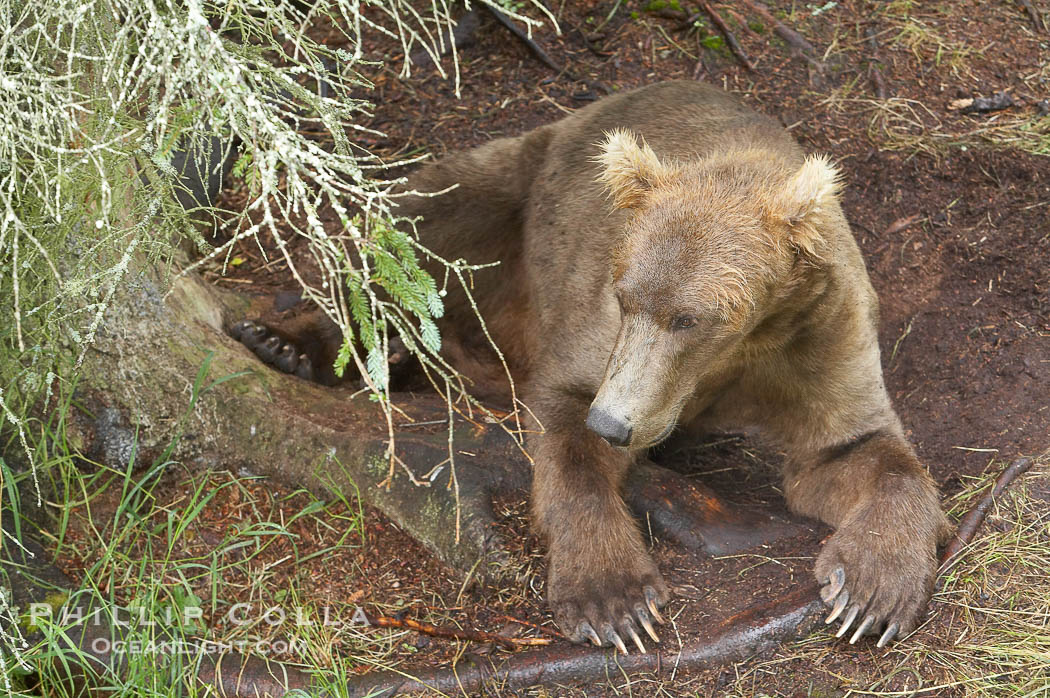 Brown bear rests in a shallow depression it has dug in the soft dirt near Brooks River., Ursus arctos, natural history stock photograph, photo id 17102