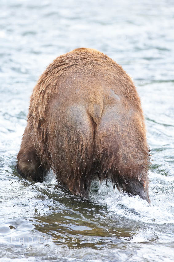 Brown bear tail and hind legs. Brooks River, Katmai National Park, Alaska, USA, Ursus arctos, natural history stock photograph, photo id 17106