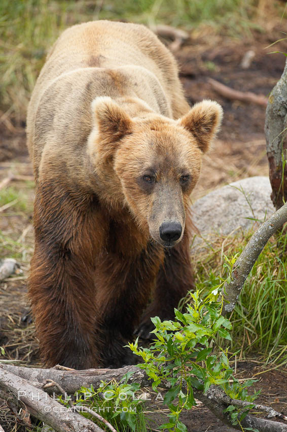 Brown bear (grizzly bear). Brooks River, Katmai National Park, Alaska, USA, Ursus arctos, natural history stock photograph, photo id 17118