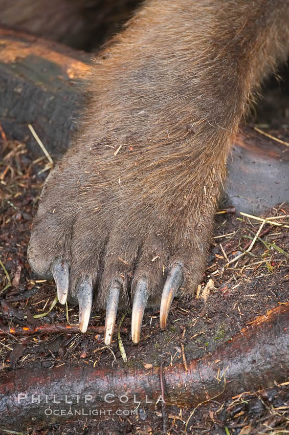 Brown bear paw and claws. Brooks River, Katmai National Park, Alaska, USA, Ursus arctos, natural history stock photograph, photo id 17104