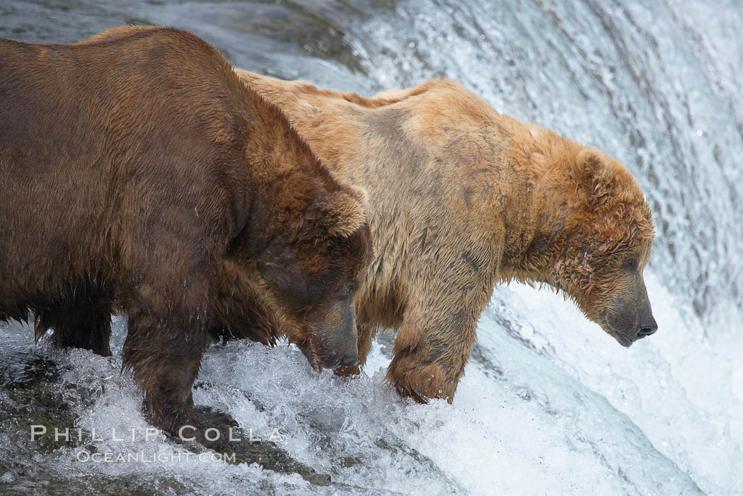 Brown bear (grizzly bear). Brooks River, Katmai National Park, Alaska, USA, Ursus arctos, natural history stock photograph, photo id 17079