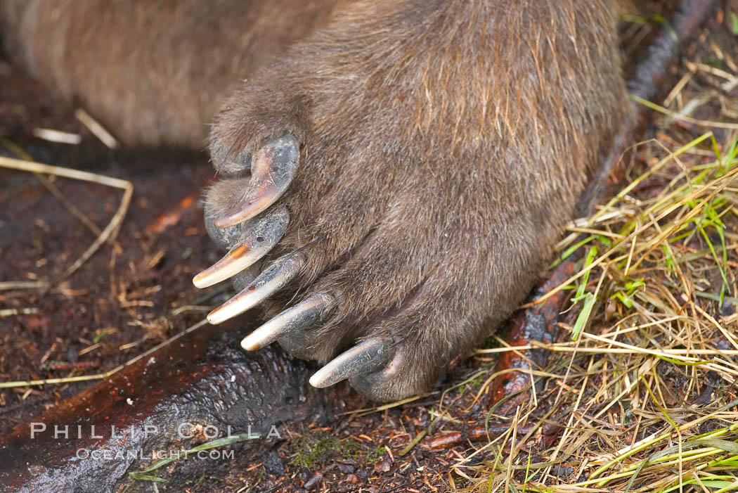 Brown bear paw and claws. Brooks River, Katmai National Park, Alaska, USA, Ursus arctos, natural history stock photograph, photo id 17103