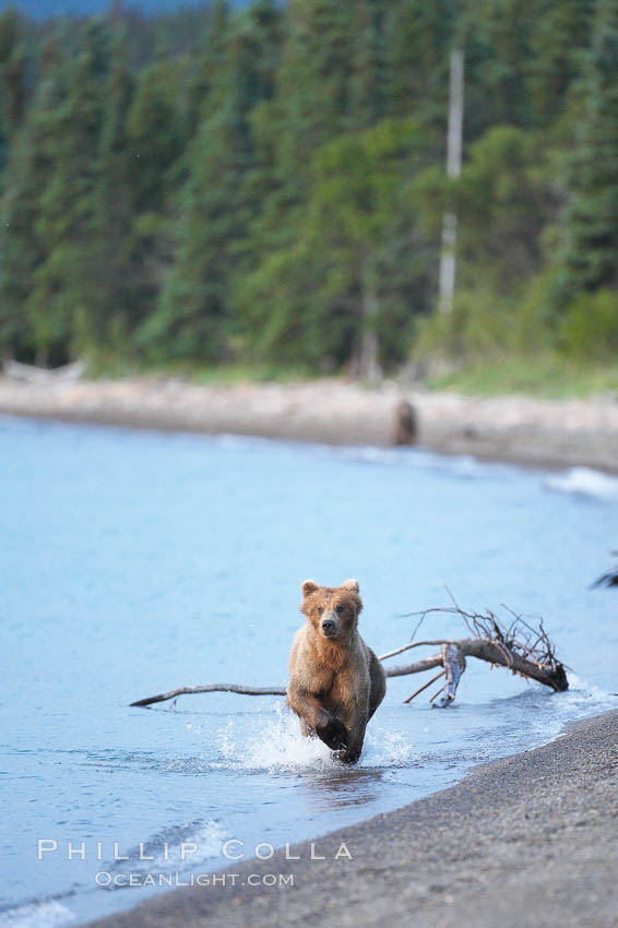 Brown bear along the edge of Brooks Lake. Brooks River, Katmai National Park, Alaska, USA, Ursus arctos, natural history stock photograph, photo id 17119