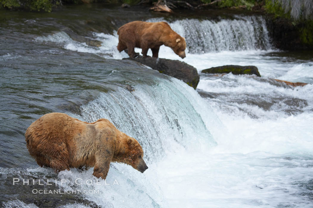 Brown bear (grizzly bear). Brooks River, Katmai National Park, Alaska, USA, Ursus arctos, natural history stock photograph, photo id 17081