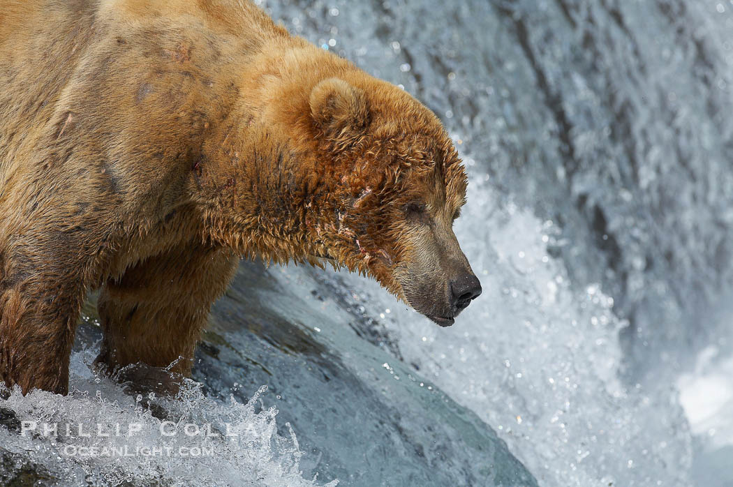 A large, old brown bear (grizzly bear) wades across Brooks River. Coastal and near-coastal brown bears in Alaska can live to 25 years of age, weigh up to 1400 lbs and stand over 9 feet tall., Ursus arctos, natural history stock photograph, photo id 17097