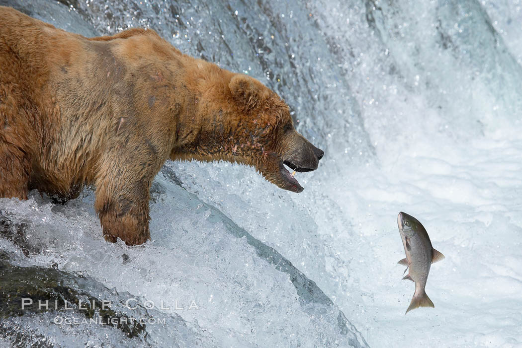 Alaskan brown bear catching a jumping salmon, Brooks Falls. Brooks River, Katmai National Park, USA, Ursus arctos, natural history stock photograph, photo id 17090
