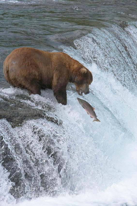 Alaskan brown bear catching a jumping salmon, Brooks Falls. Brooks River, Katmai National Park, USA, Ursus arctos, natural history stock photograph, photo id 17154