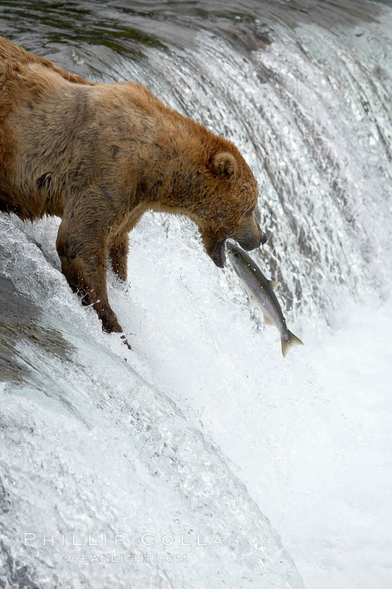 Alaskan brown bear catches a jumping salmon, Brooks Falls. Brooks River, Katmai National Park, USA, Ursus arctos, natural history stock photograph, photo id 17250