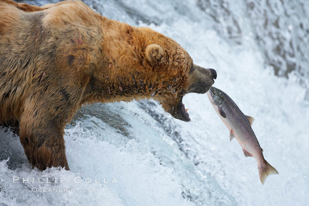 Alaskan brown bear catching a jumping salmon, Brooks Falls. Brooks River, Katmai National Park, USA, Ursus arctos, natural history stock photograph, photo id 17032