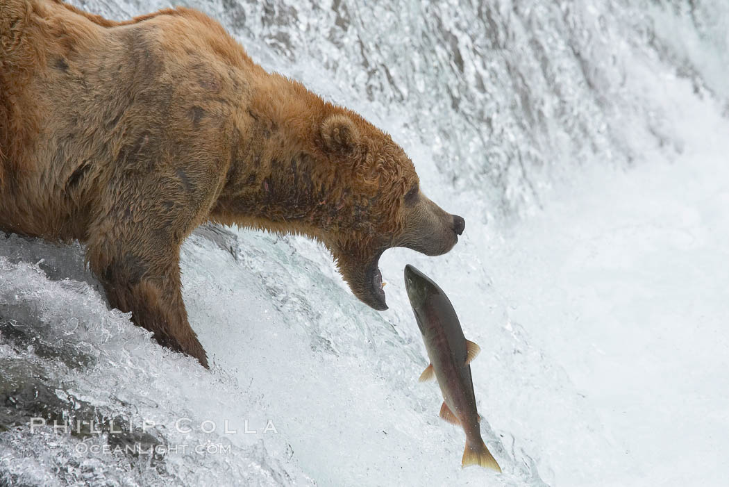 Alaskan brown bear catching a jumping salmon, Brooks Falls. Brooks River, Katmai National Park, USA, Ursus arctos, natural history stock photograph, photo id 17088