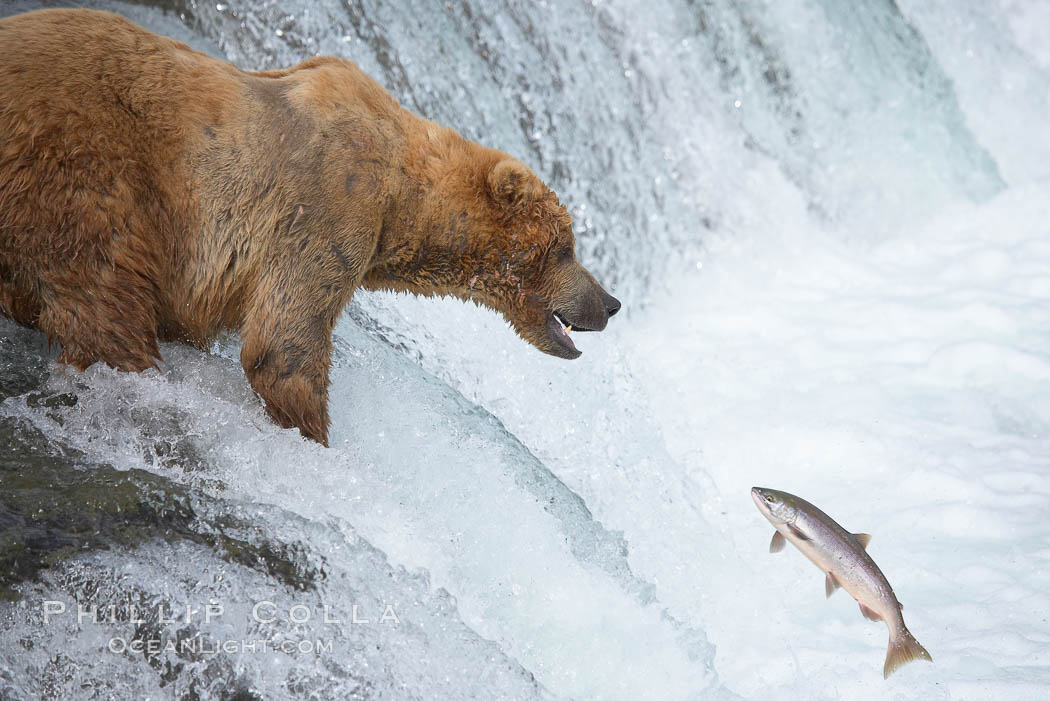 Alaskan brown bear watches a jumping salmon, Brooks Falls. Brooks River, Katmai National Park, USA, Ursus arctos, natural history stock photograph, photo id 17160