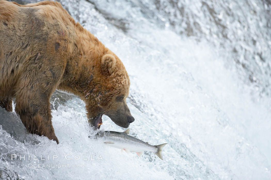 Alaskan brown bear catching a jumping salmon, Brooks Falls. Brooks River, Katmai National Park, USA, Ursus arctos, natural history stock photograph, photo id 17188