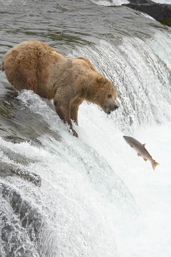 Alaskan brown bear catching a jumping salmon, Brooks Falls. Brooks River, Katmai National Park, USA, Ursus arctos, natural history stock photograph, photo id 17091