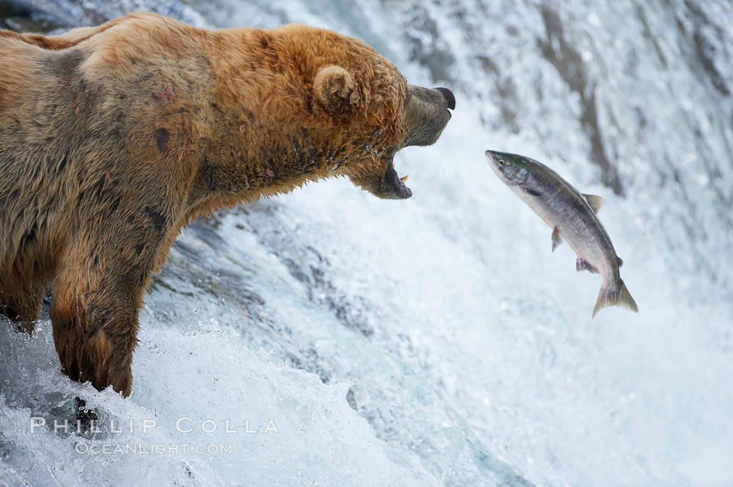 Alaskan brown bear catching a jumping salmon, Brooks Falls. Brooks River, Katmai National Park, USA, Ursus arctos, natural history stock photograph, photo id 17155