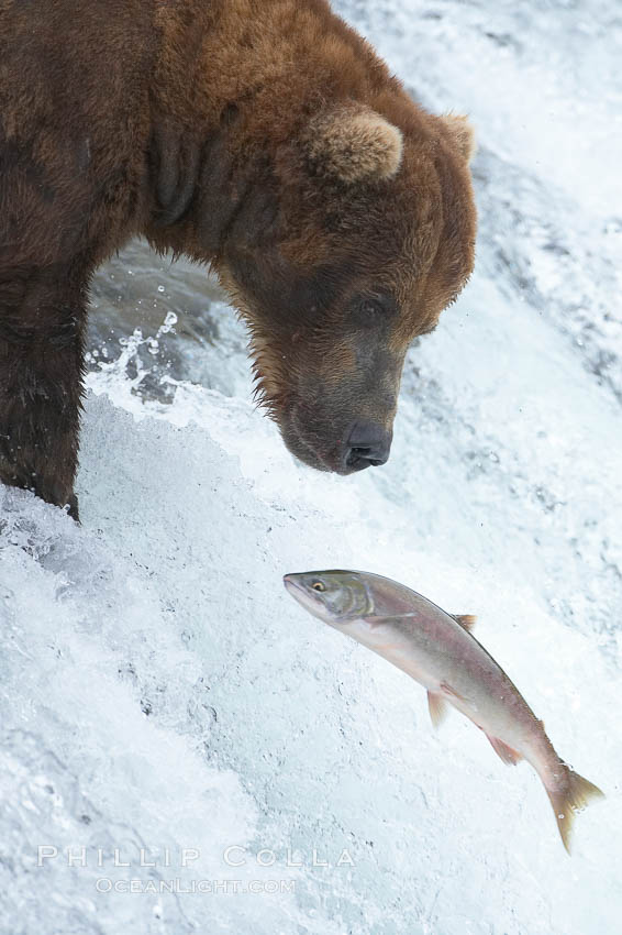 Alaskan brown bear watches a jumping salmon, Brooks Falls. Brooks River, Katmai National Park, USA, Ursus arctos, natural history stock photograph, photo id 17163