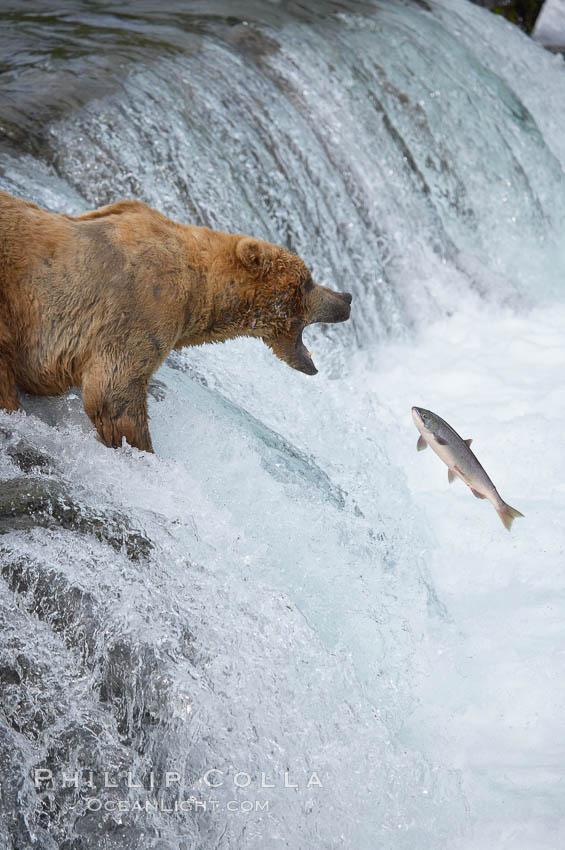 Alaskan brown bear catching a jumping salmon, Brooks Falls. Brooks River, Katmai National Park, USA, Ursus arctos, natural history stock photograph, photo id 17187