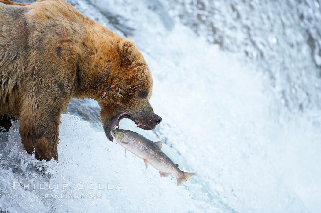 Brown bear catches a silver salmon at Brooks Falls. Brooks River, Katmai National Park, Alaska, USA, natural history stock photograph, photo id 16949