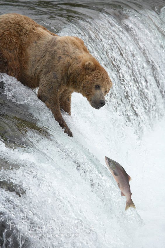 Alaskan brown bear watches a jumping salmon, Brooks Falls. Brooks River, Katmai National Park, USA, Ursus arctos, natural history stock photograph, photo id 17161