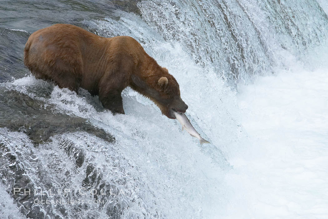 Alaskan brown bear catches a jumping salmon, Brooks Falls. Brooks River, Katmai National Park, USA, Ursus arctos, natural history stock photograph, photo id 17249