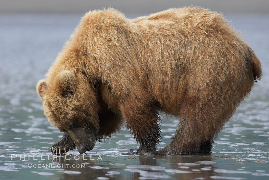 Coastal brown bear forages for razor clams in sand flats at extreme low tide. Grizzly bear, Ursus arctos, Lake Clark National Park, Alaska