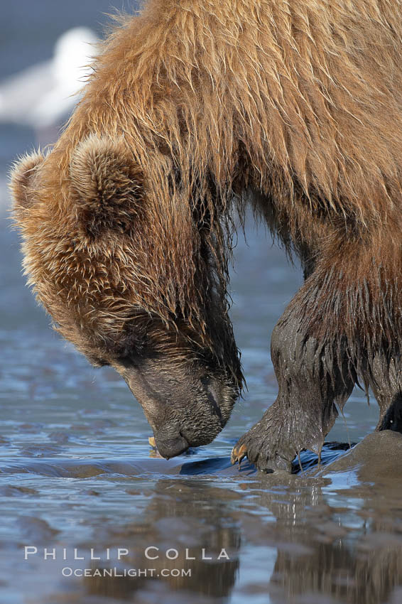 Coastal brown bear forages for razor clams in sand flats at extreme low tide.  Grizzly bear. Lake Clark National Park, Alaska, USA, Ursus arctos, natural history stock photograph, photo id 19168