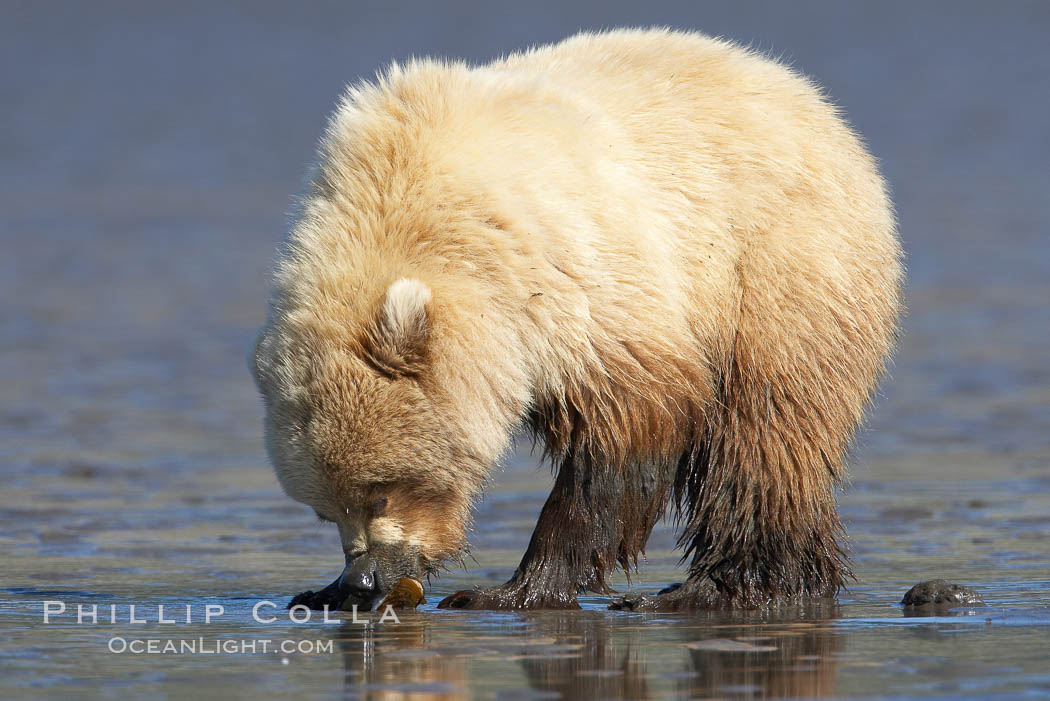 Coastal brown bear forages for razor clams on mud flats at extreme low tide. Lake Clark National Park, Alaska, USA, Ursus arctos, natural history stock photograph, photo id 19224