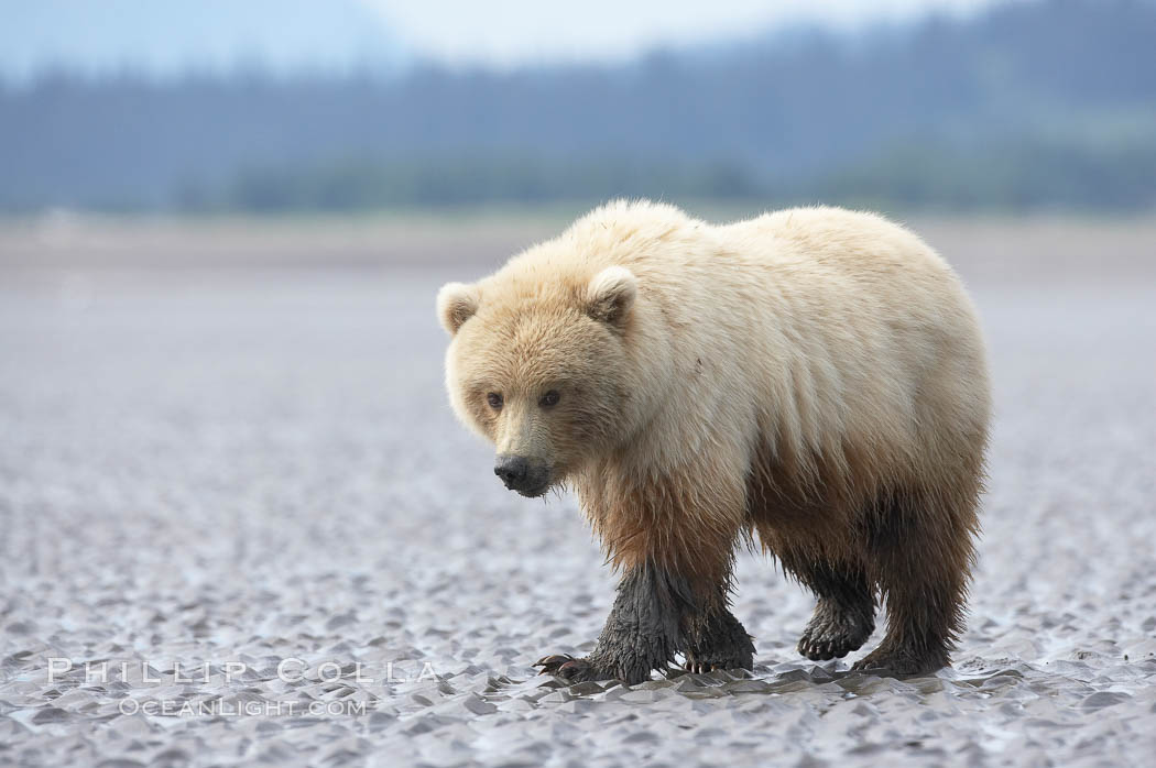 Juvenile female brown bear forages for razor clams in sand flats at extreme low tide.  Grizzly bear. Lake Clark National Park, Alaska, USA, Ursus arctos, natural history stock photograph, photo id 19255