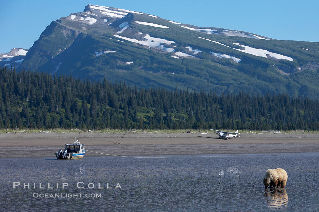 Coastal brown bear forages for razor clams on mud flats at extreme low tide, Ursus arctos, Lake Clark National Park, Alaska