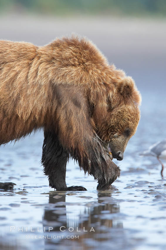 Coastal brown bear forages for razor clams on mud flats at extreme low tide. Lake Clark National Park, Alaska, USA, Ursus arctos, natural history stock photograph, photo id 19229