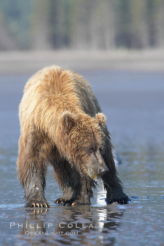 Coastal brown bear forages for razor clams in sand flats at extreme low tide.  Grizzly bear. Lake Clark National Park, Alaska, USA, Ursus arctos, natural history stock photograph, photo id 19241