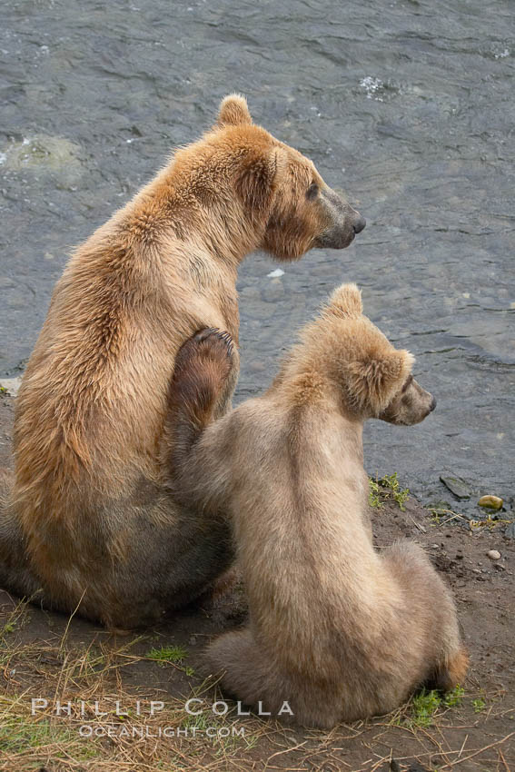 Brown bear mother and cub. Brooks River, Katmai National Park, Alaska, USA, Ursus arctos, natural history stock photograph, photo id 17110