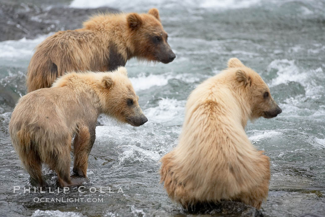 Brown bear spring cubs, a litter of three just a few months old, wait for their mother to return to the side of the Brooks River. Katmai National Park, Alaska, USA, Ursus arctos, natural history stock photograph, photo id 17214