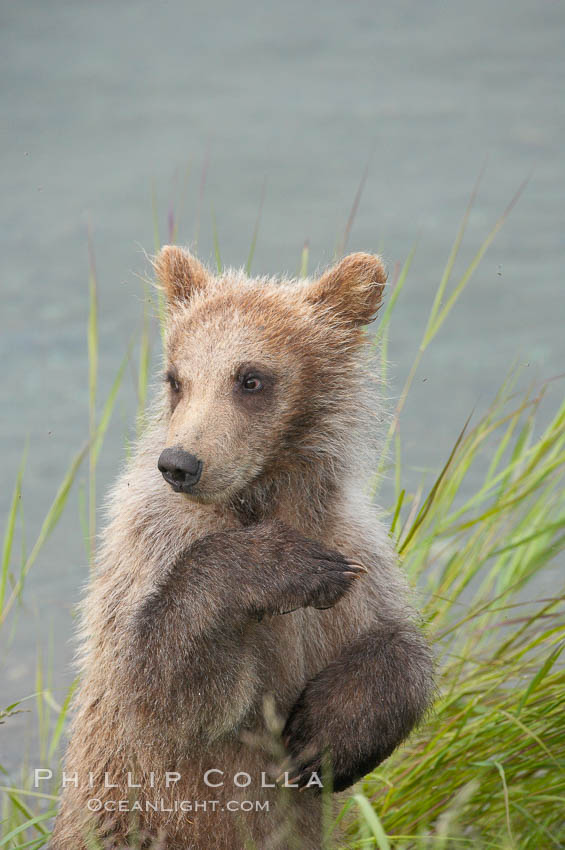 Brown bear spring cub, just a few months old. Brooks River, Katmai National Park, Alaska, USA, Ursus arctos, natural history stock photograph, photo id 17314