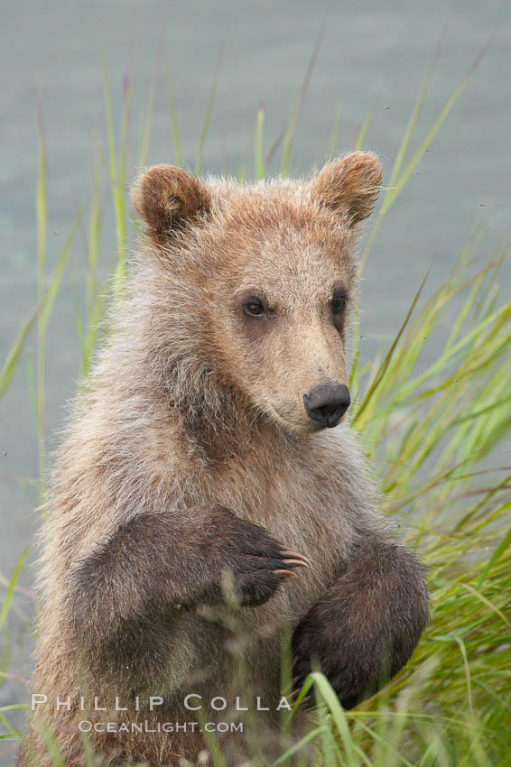 Brown bear spring cub, just a few months old, Ursus arctos, Brooks River, Katmai National Park, Alaska