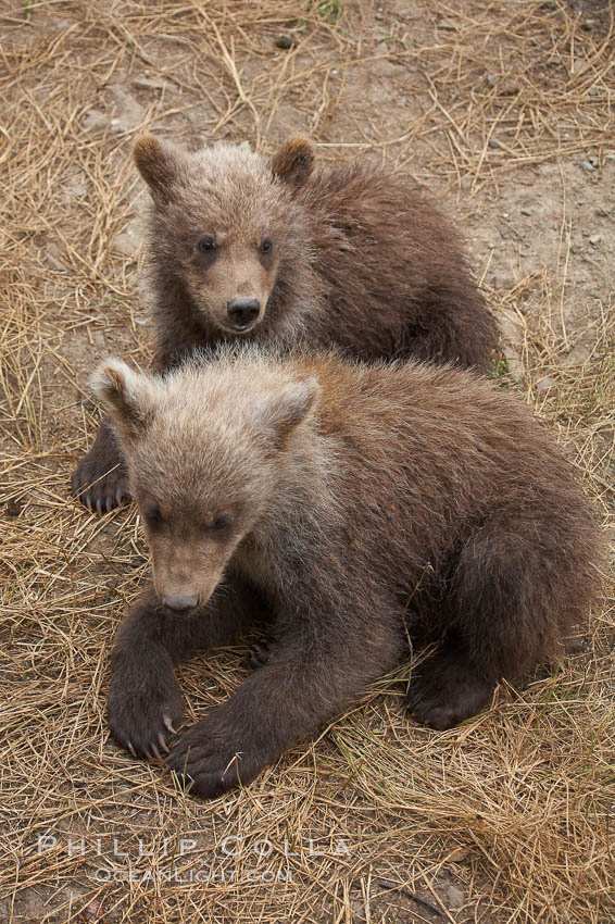 Brown bear spring cubs, just a few months old. Brooks River, Katmai National Park, Alaska, USA, Ursus arctos, natural history stock photograph, photo id 17264