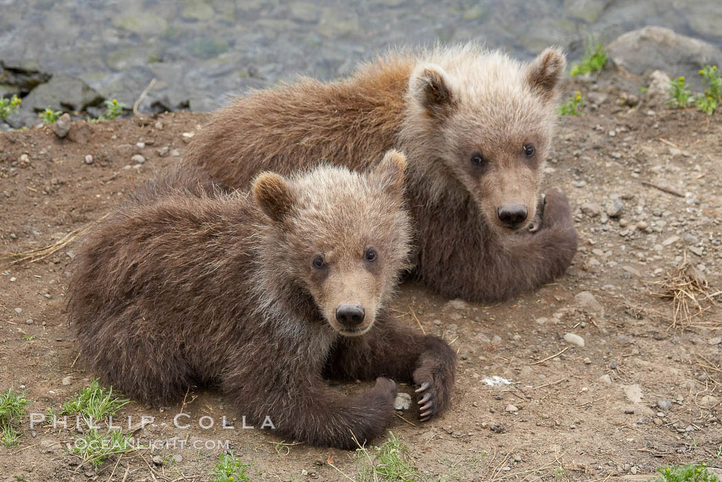 Brown bear spring cubs, a few months old. Brooks River, Katmai National Park, Alaska, USA, Ursus arctos, natural history stock photograph, photo id 17055