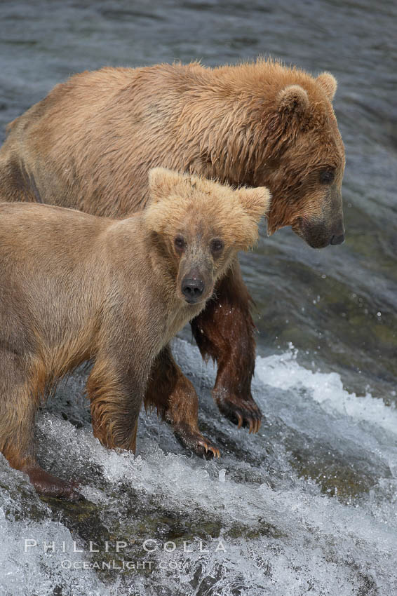 Brown bear cub, standing alongside its mother as she attempts to catch salmon atop Brooks Falls, keeps a lookout for large males that may try to kill it. Brooks Falls. Brooks River, Katmai National Park, Alaska, USA, Ursus arctos, natural history stock photograph, photo id 17271