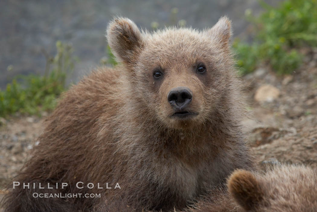 Brown bear spring cub, just a few months old. Brooks River, Katmai National Park, Alaska, USA, Ursus arctos, natural history stock photograph, photo id 17339