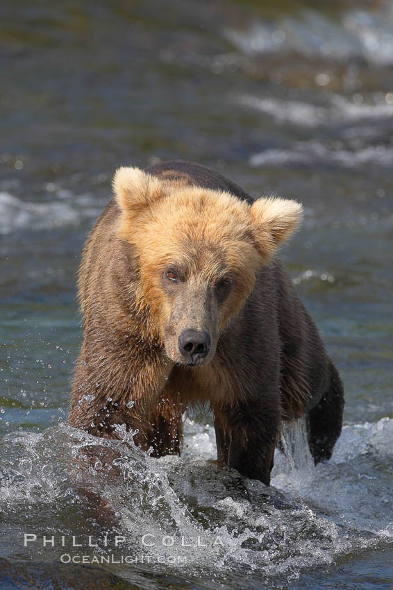 Brown bear cub crosses the Brooks River. Katmai National Park, Alaska, USA, Ursus arctos, natural history stock photograph, photo id 17045