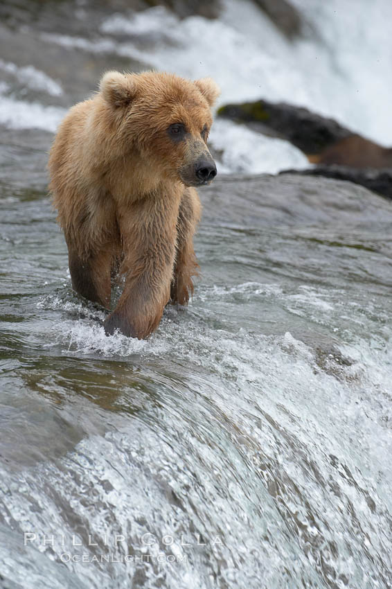 Brown bear cub wades across Brooks River. Katmai National Park, Alaska, USA, Ursus arctos, natural history stock photograph, photo id 17109