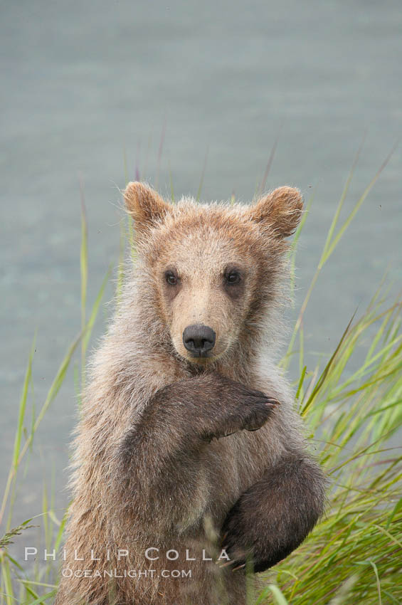 Brown bear cub, a few months old, Ursus arctos, Brooks River, Katmai National Park, Alaska