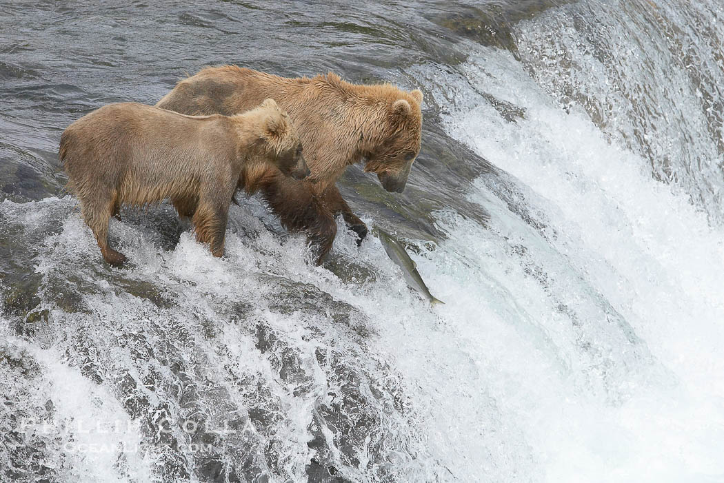 Brown bear cub learns to catch salmon by watching its mother, Brooks Falls., Ursus arctos, natural history stock photograph, photo id 17337