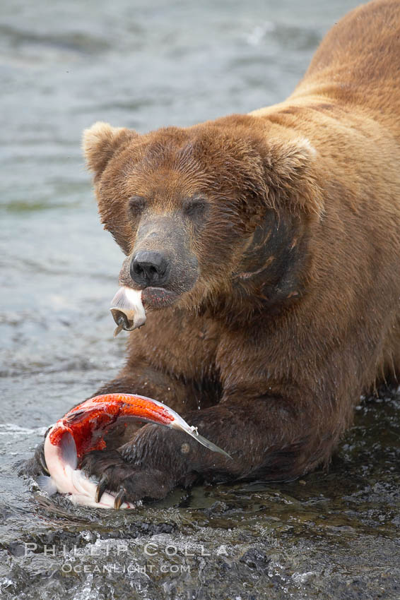 A brown bear eats a salmon it has caught in the Brooks River. Katmai National Park, Alaska, USA, Ursus arctos, natural history stock photograph, photo id 17098