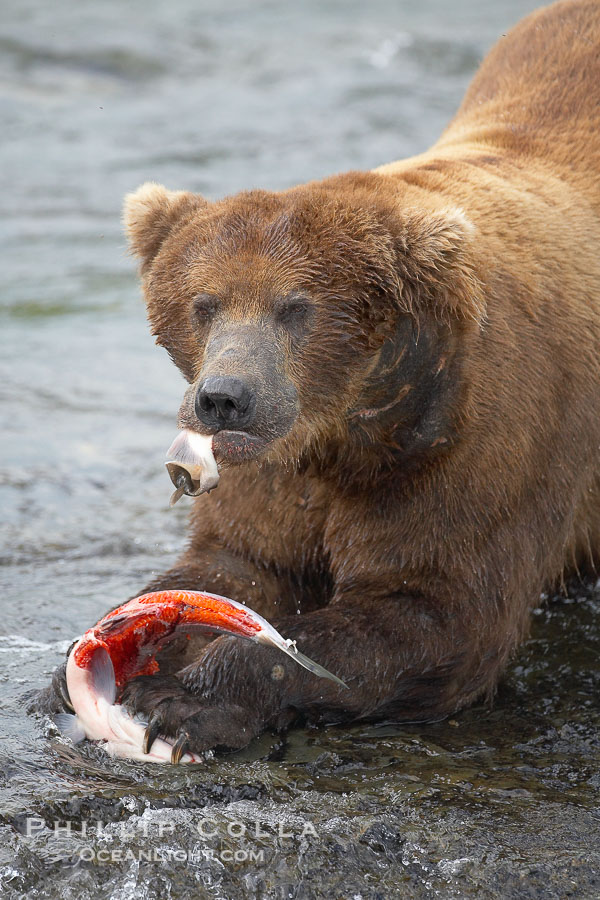 A brown bear eats a salmon it has caught in the Brooks River., Ursus arctos, natural history stock photograph, photo id 17098