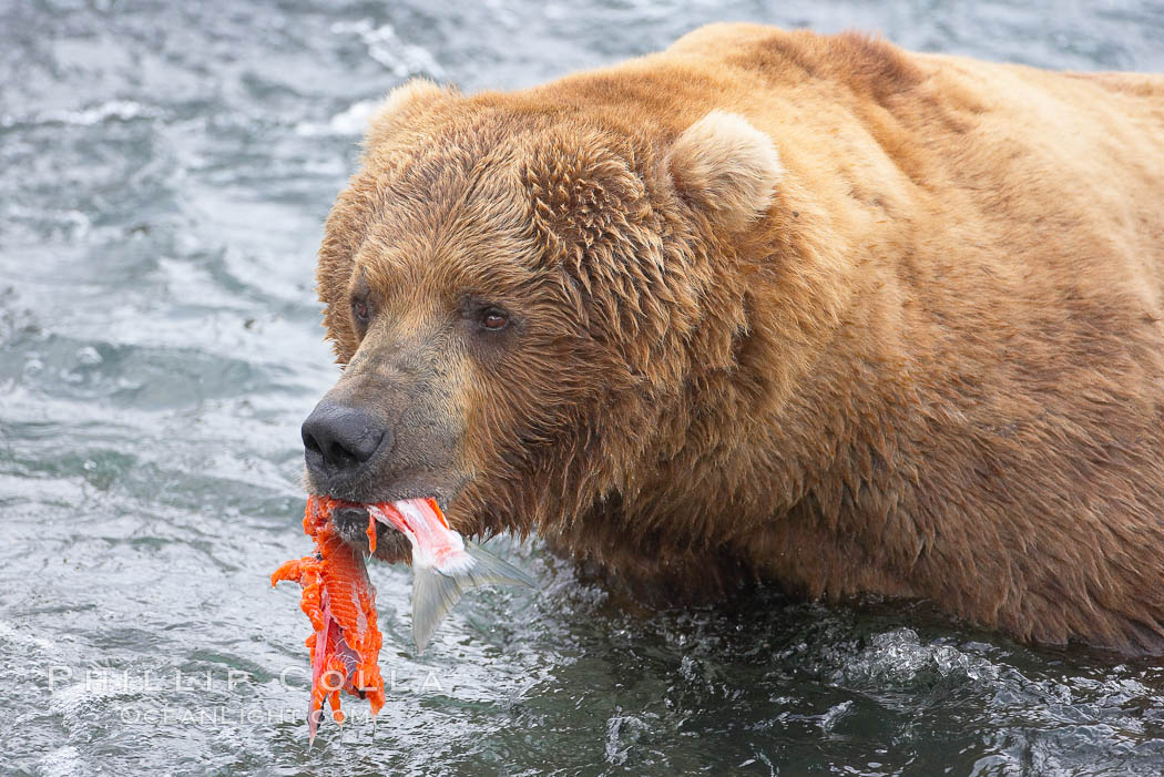 A brown bear eats a salmon it has caught in the Brooks River. Katmai National Park, Alaska, USA, Ursus arctos, natural history stock photograph, photo id 17202